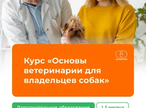 Курс Основы ветеринарии для владельцев собак