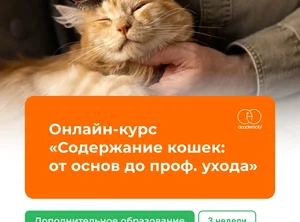 Онлайн-курс Содержание кошек: от основ до проф. ухода